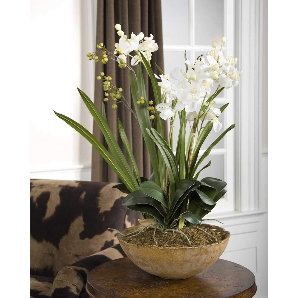 Moth Orchid Planter - The Hive Experience