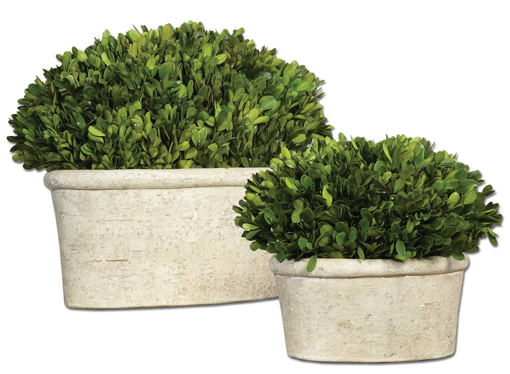 Preserved Boxwood Oval Domes - Set of 2 - The Hive Experience